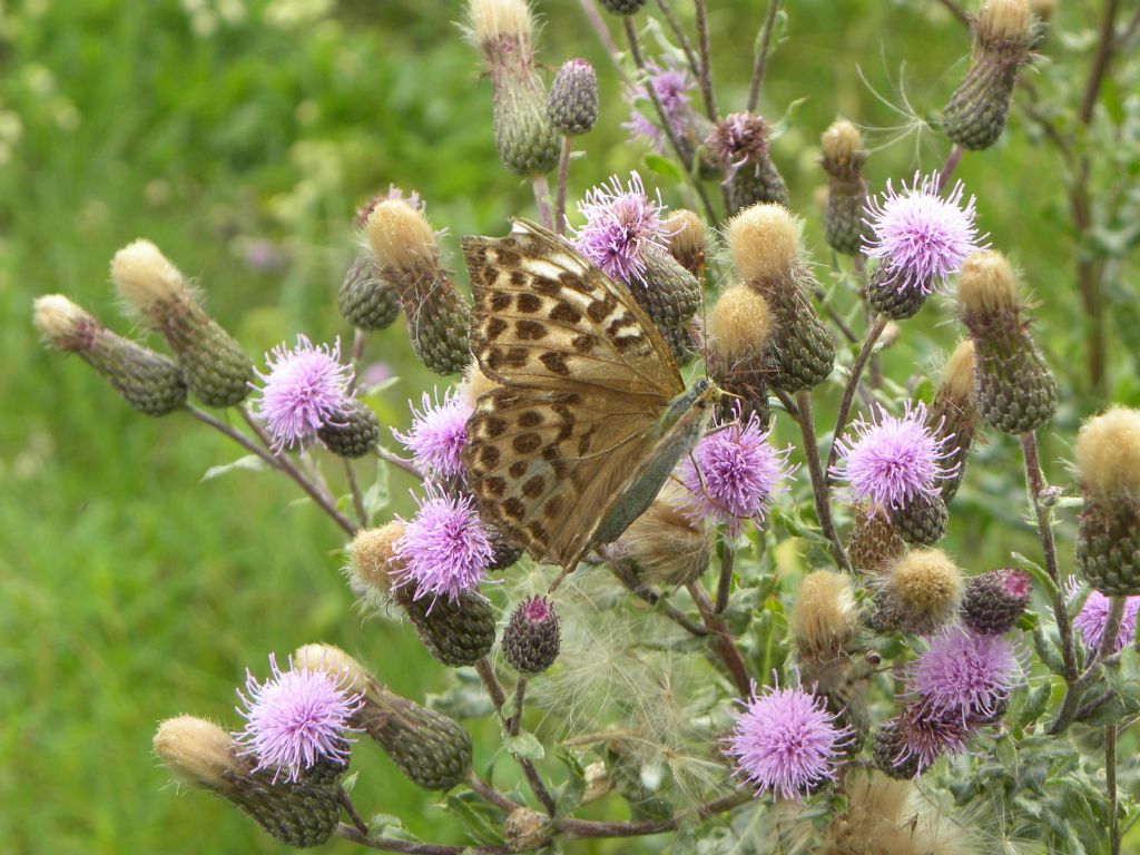 Conferma determinazione: Argynnis (Argynnis) paphia f. valesina